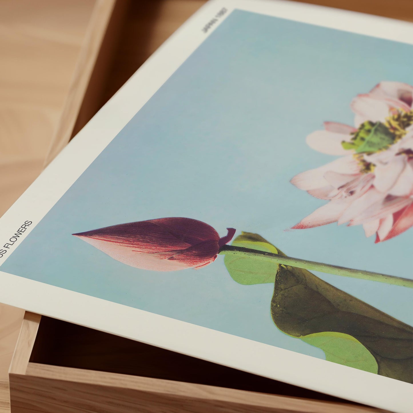 Ogawa Kazumasa - Lotus Flowers Print
