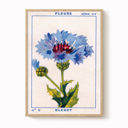 Vintage Cornflower Print
