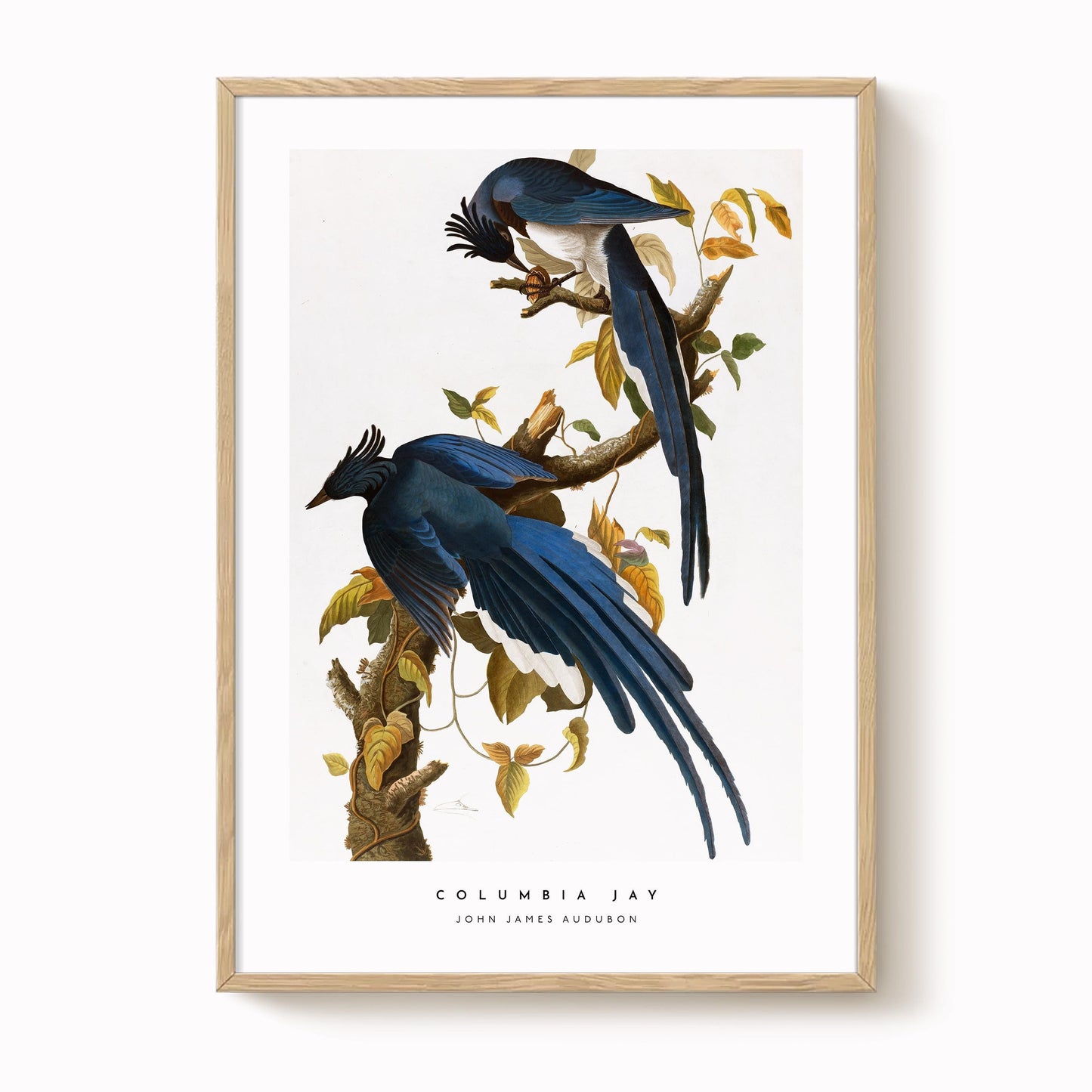 Columbia Jay Print