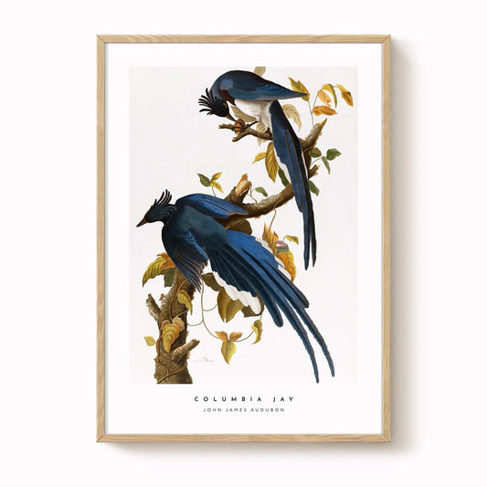Columbia Jay Print