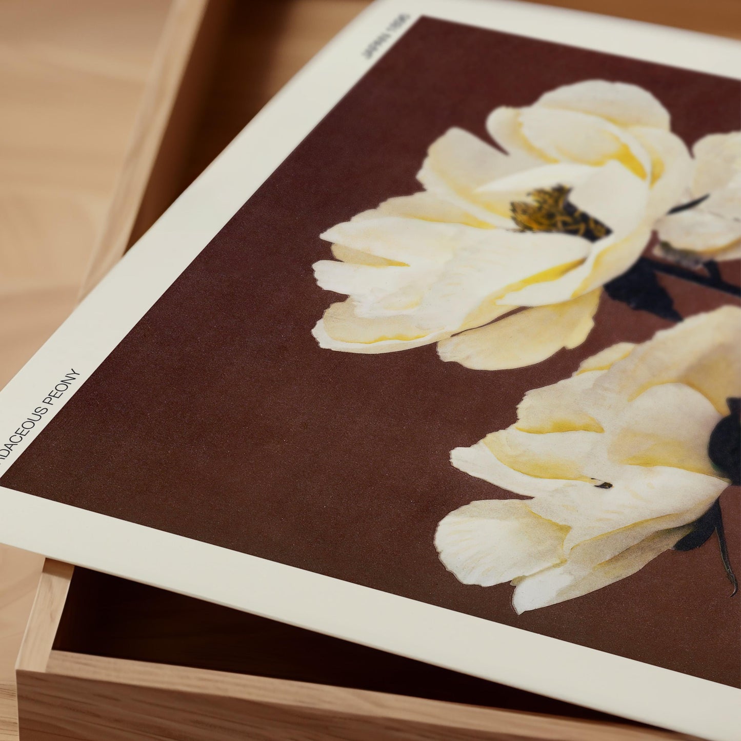 Ogawa Kazumasa - Herbaceous Peony Print