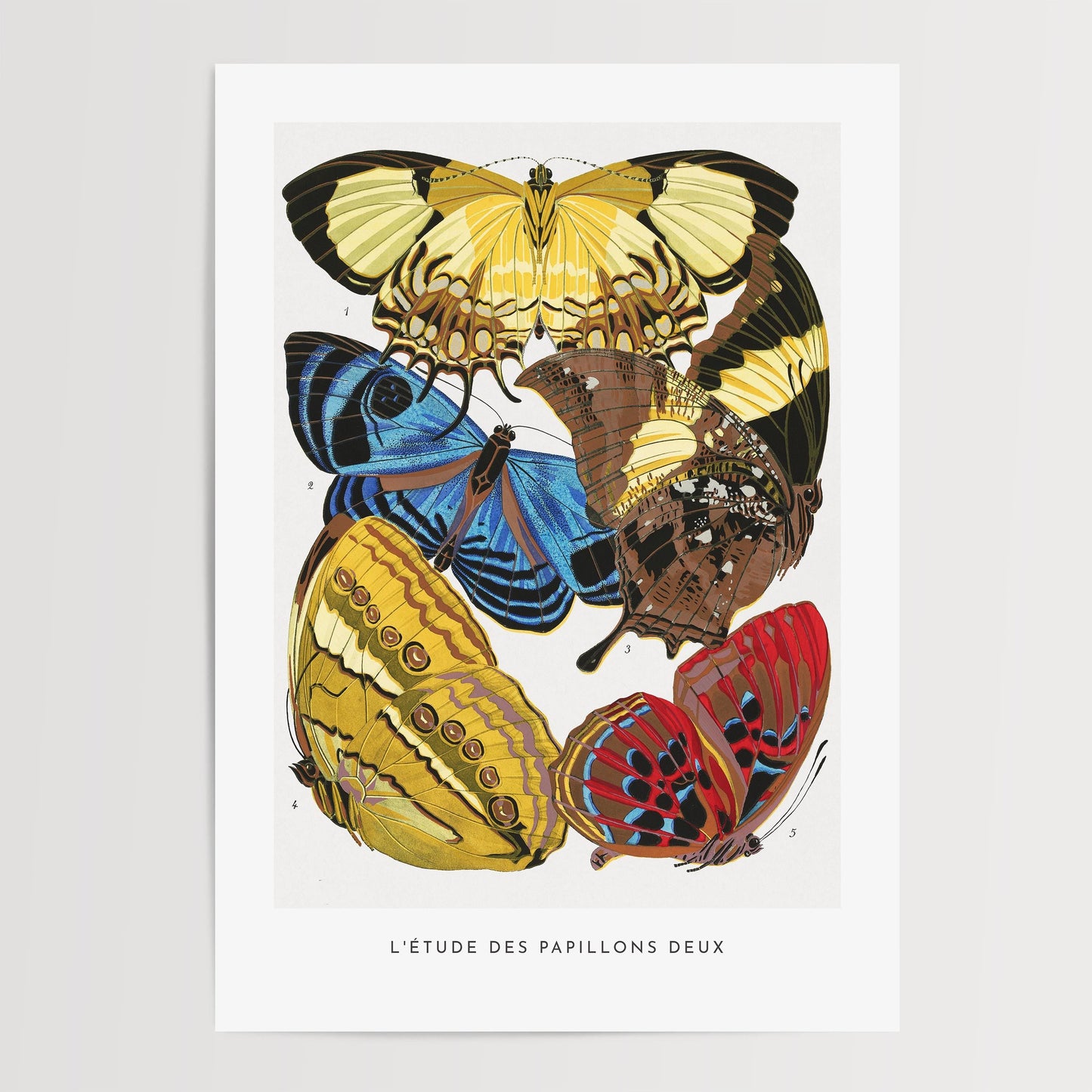 E.A. Séguy - Papillons Pl.04 Butterflies Print