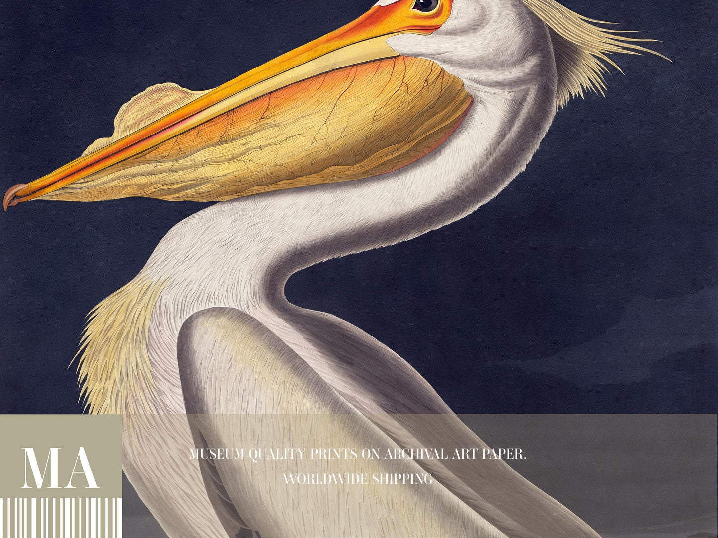 American White Pelican Print