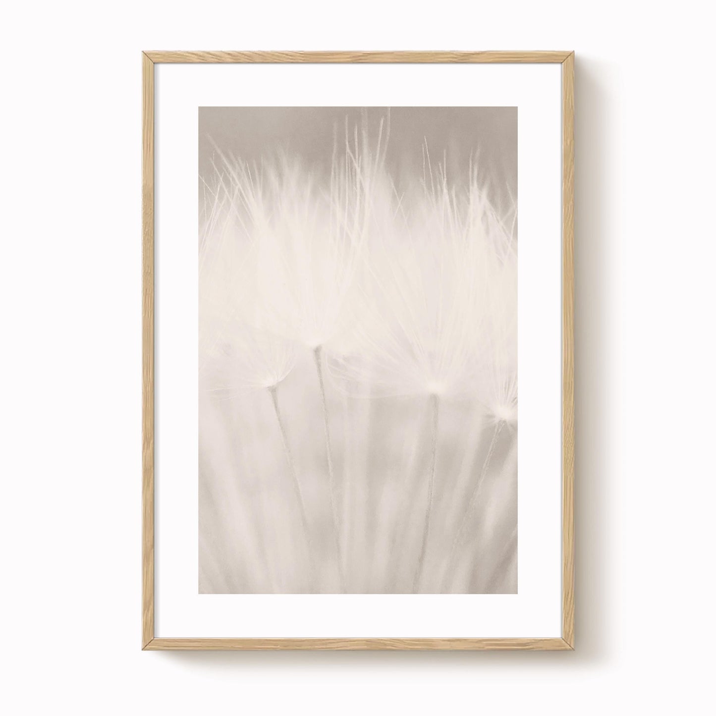Dandelion Seed Head Art Print
