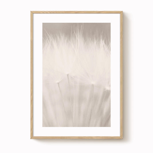 Dandelion Seed Head Art Print