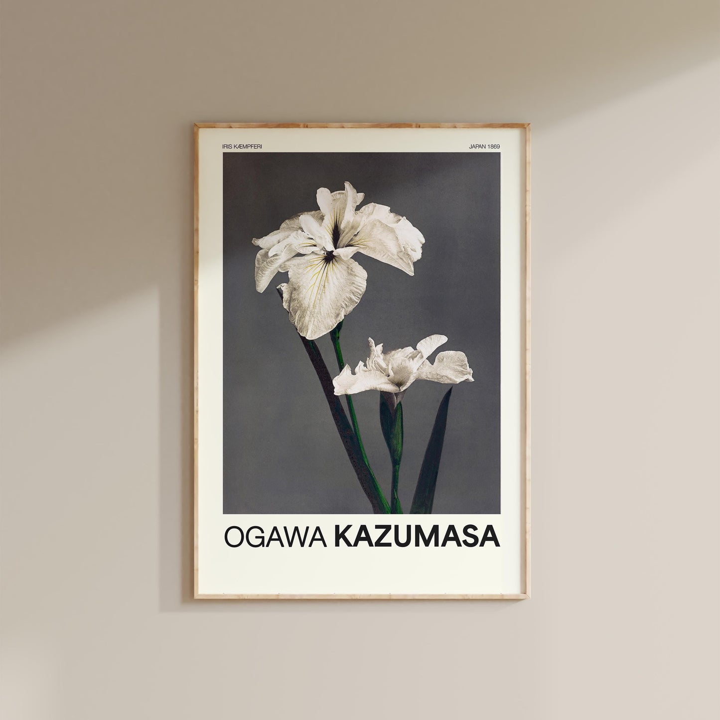 Ogawa Kazumasa -  Iris Kaempferi Print