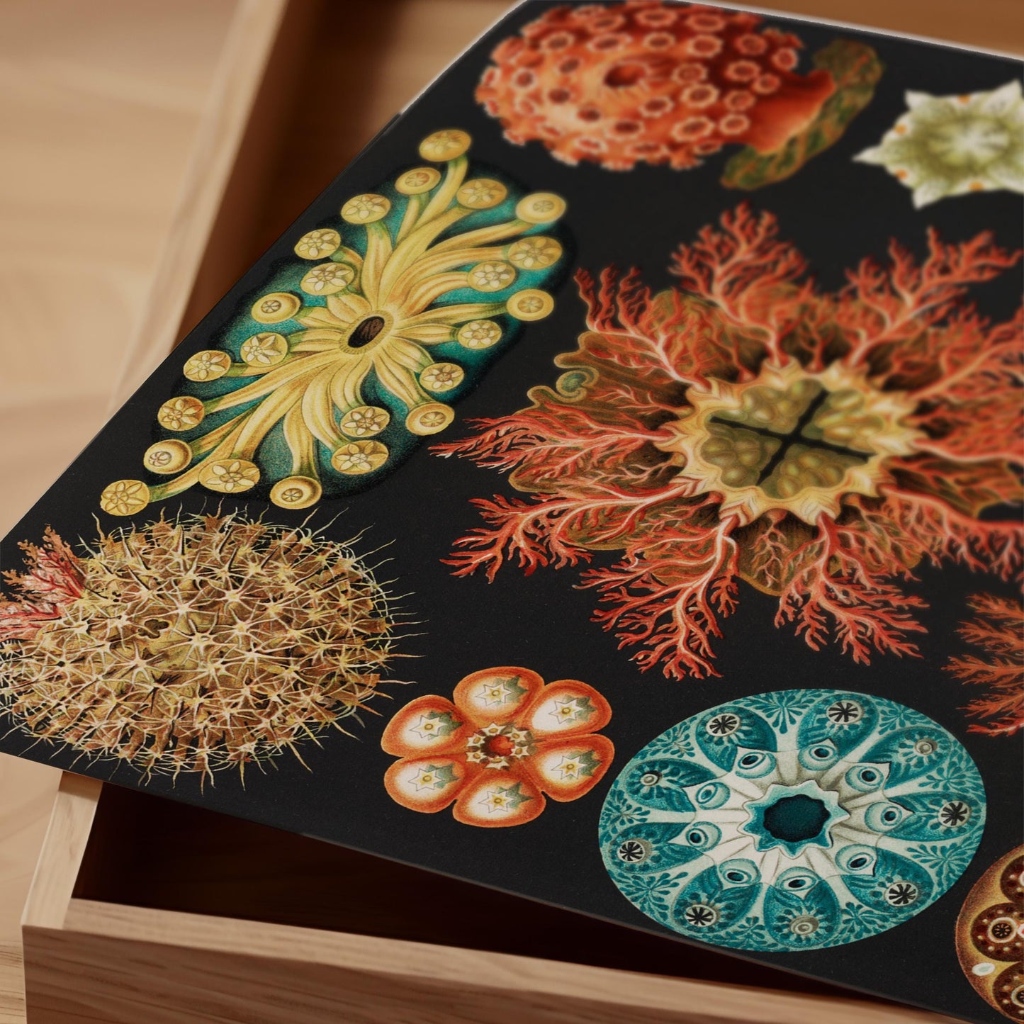 Ernst Haeckel - Sea Squirts Print
