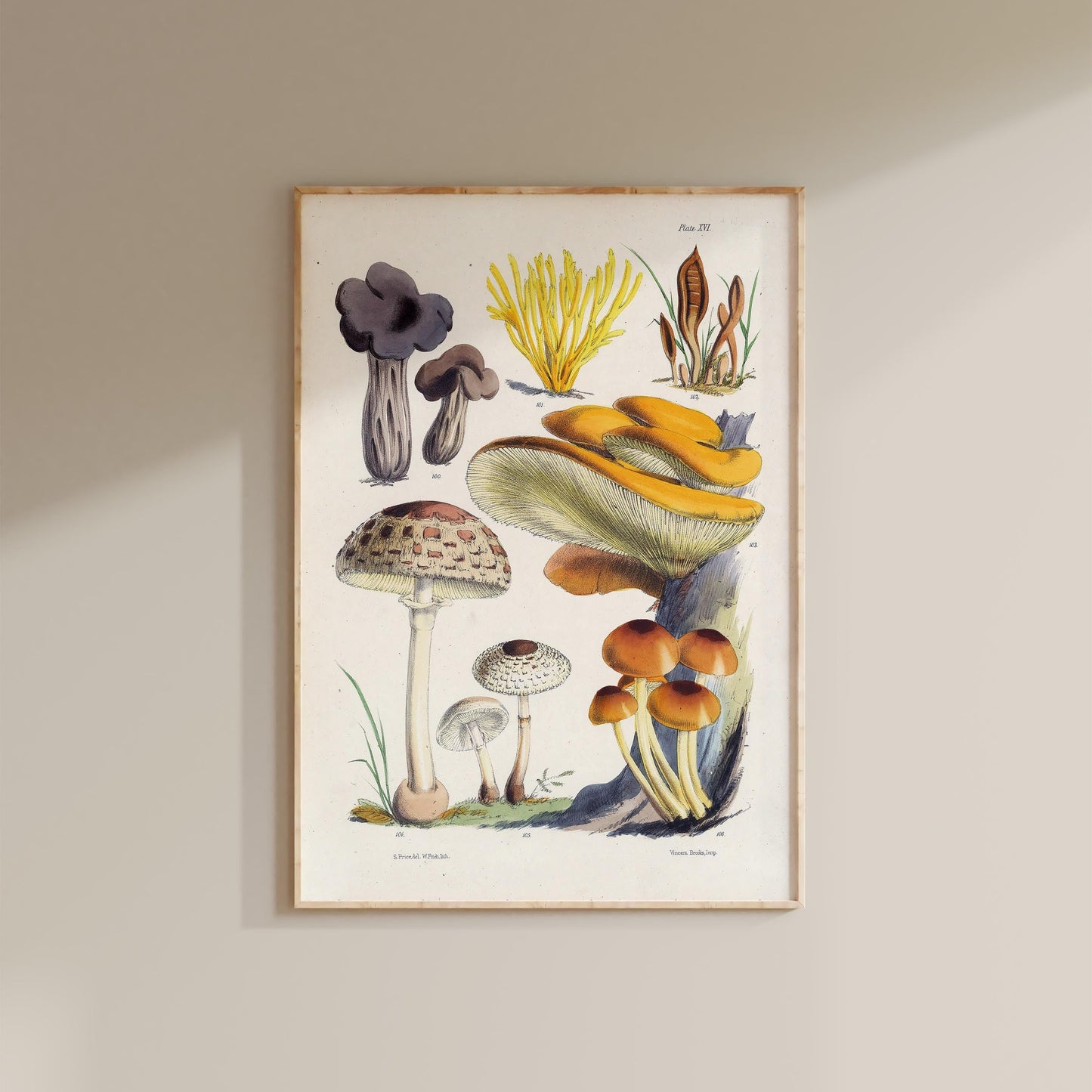Vintage Fungi Illustration Print