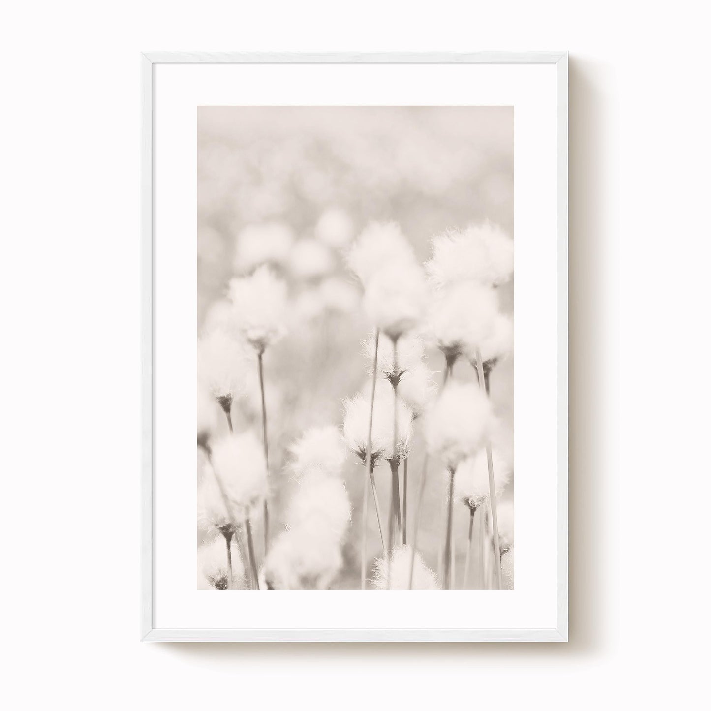 Cotton Grass Art Print