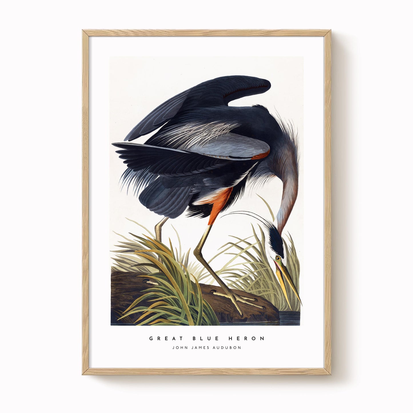 Great Blue Heron Print