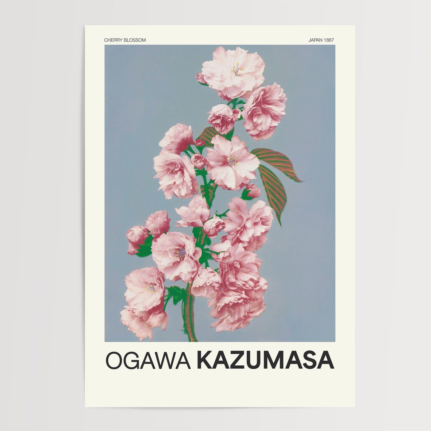Ogawa Kazumasa - Cherry Blossom Print