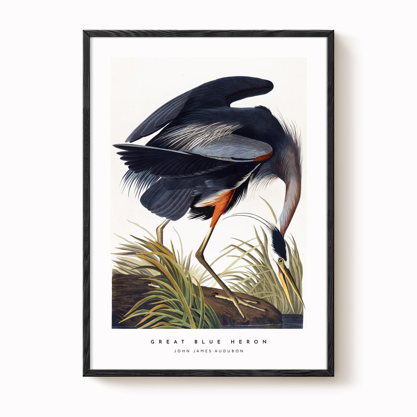 Great Blue Heron Print