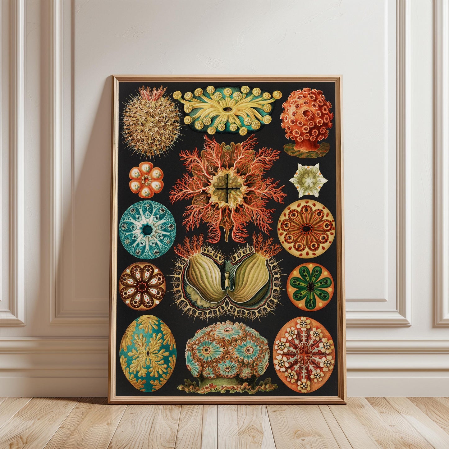 Ernst Haeckel - Sea Squirts Print
