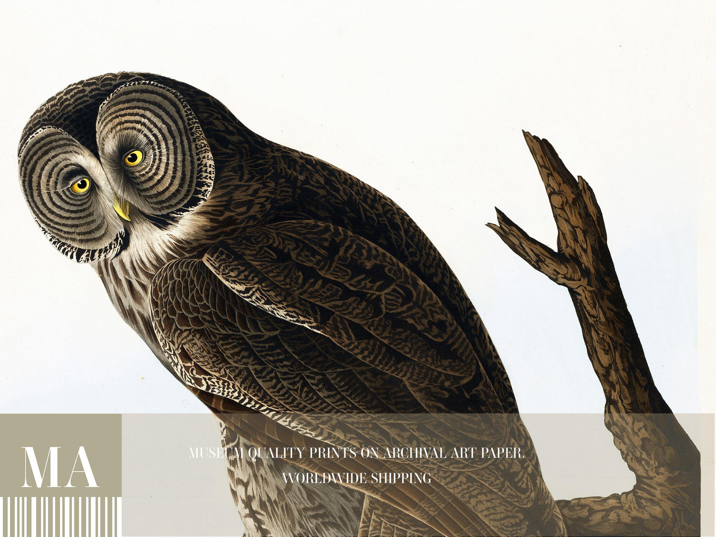 Great Cinereous Owl Print