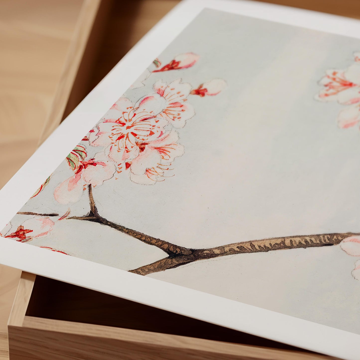 Megata Morikaga - Sakura Cherry Blossom Print
