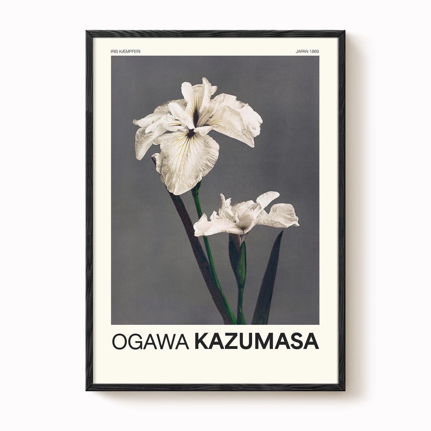 Ogawa Kazumasa -  Iris Kaempferi Print