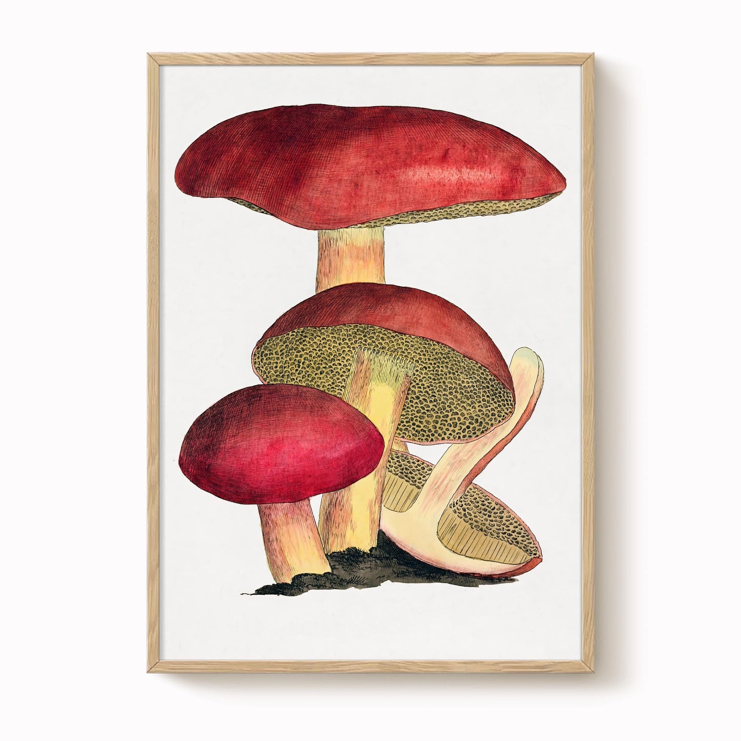 Vintage Fungi Print