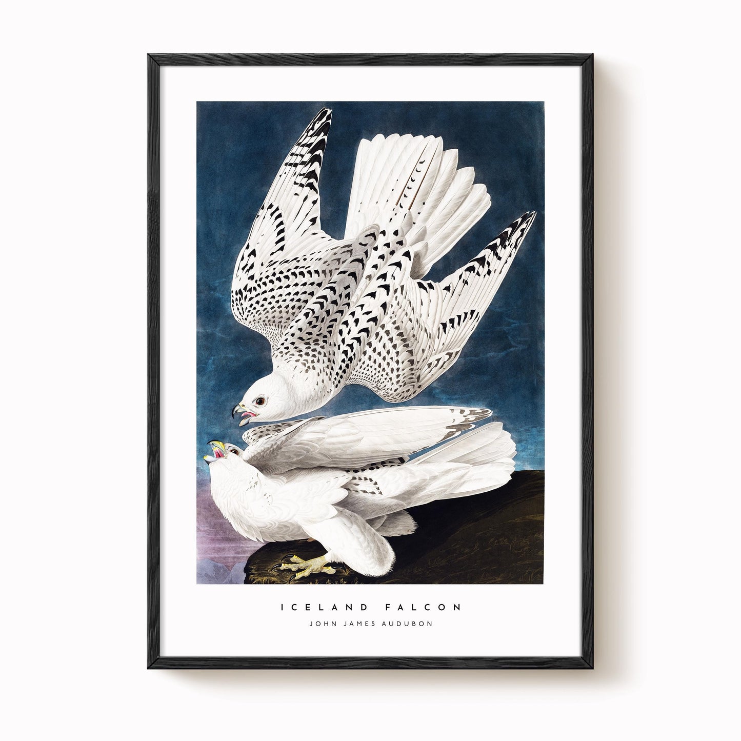 Iceland Falcon Print