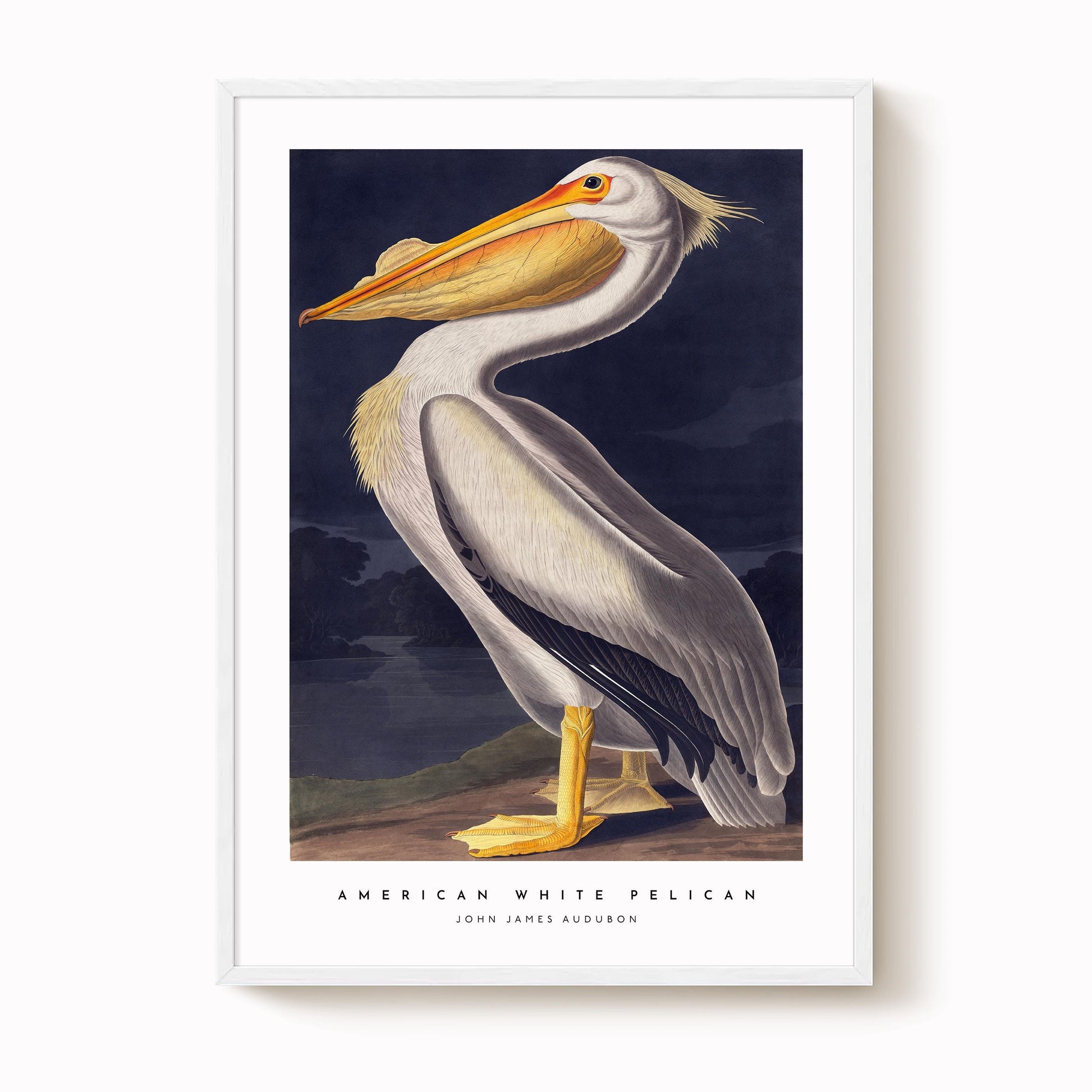 The image is a framed print depicting a large white pelican with a yellow beak and feet, standing on one leg against a dark background.