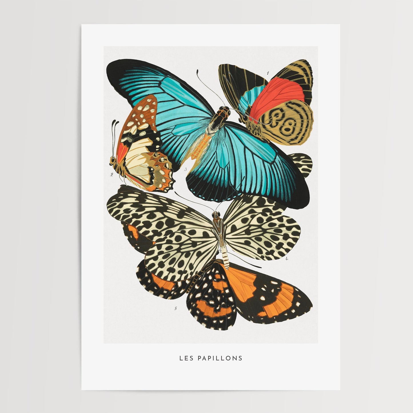 E.A. Séguy - Papillons Pl.11 Butterflies Print