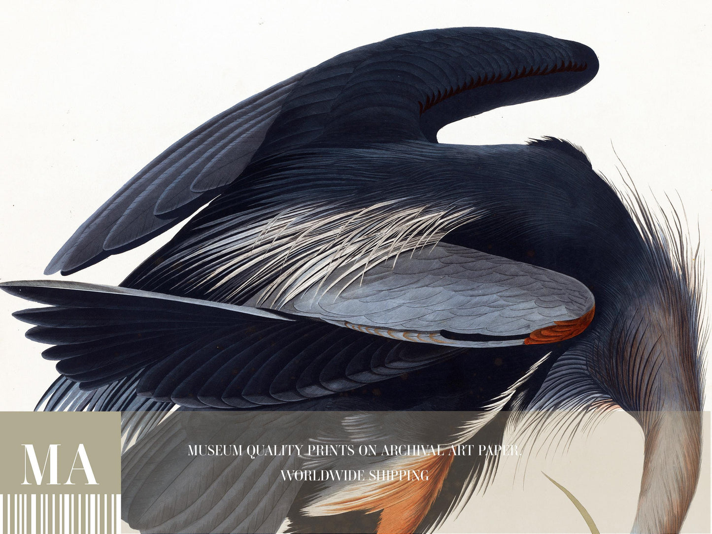 Great Blue Heron Print