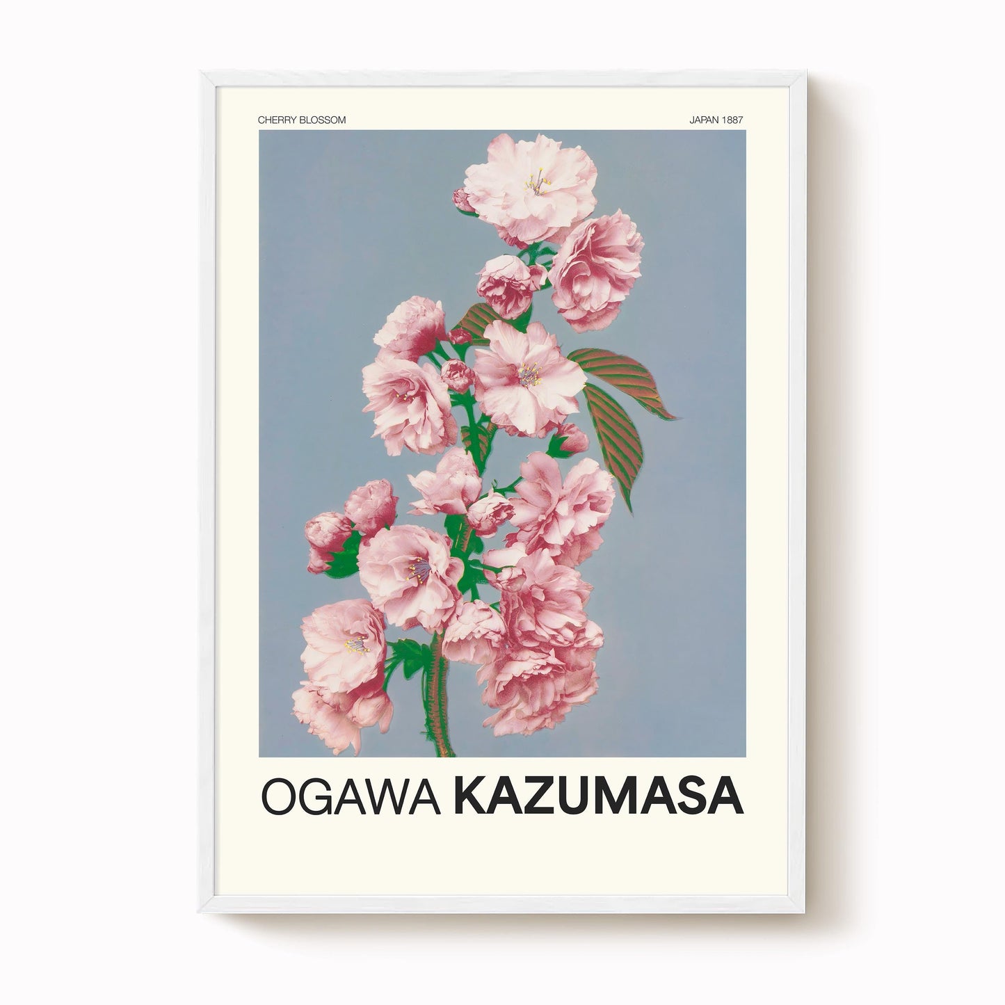 Ogawa Kazumasa - Cherry Blossom Print