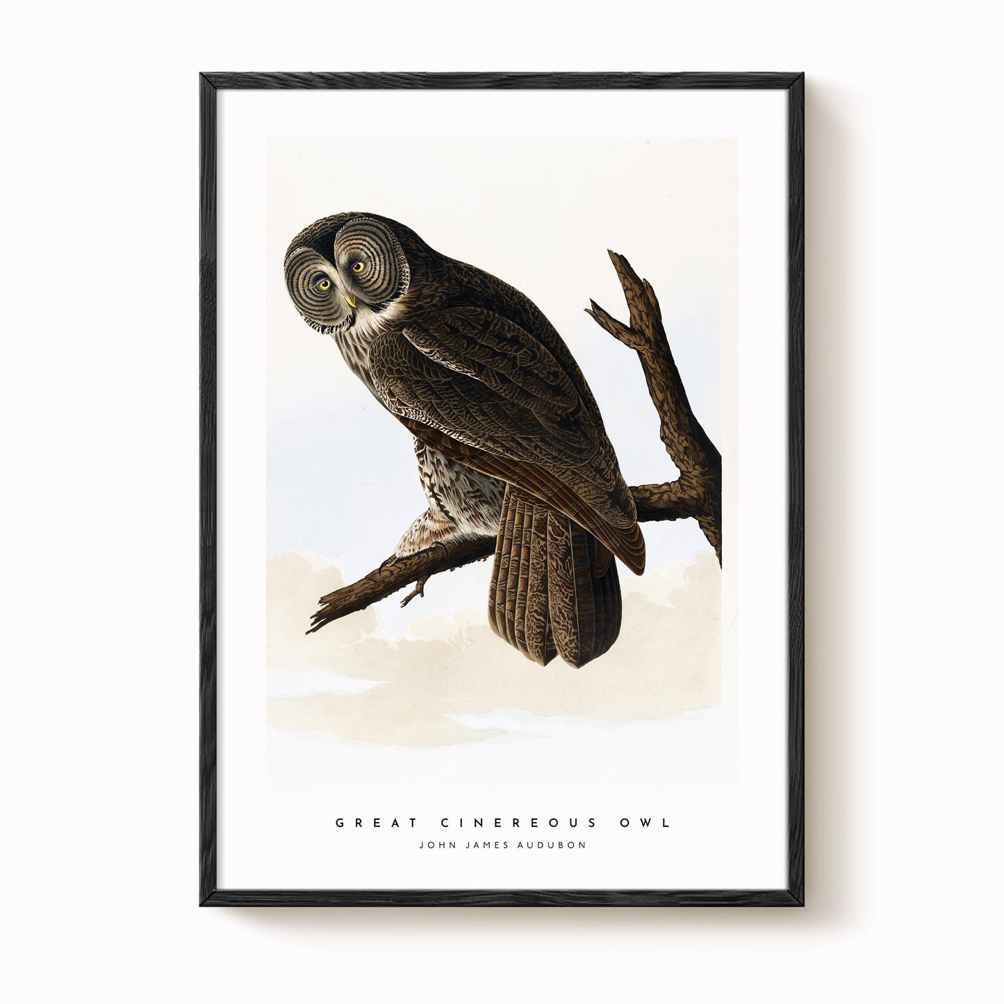 Great Cinereous Owl Print