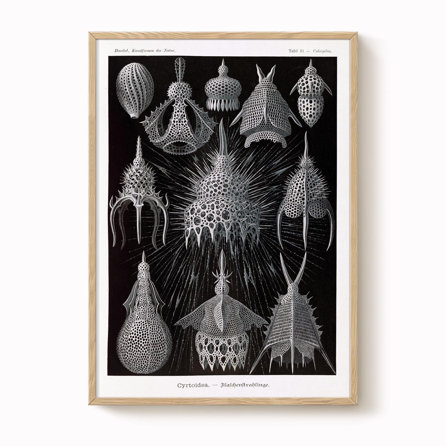 Ernst Haeckel - Cyrtoidea Art Print