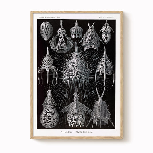 Ernst Haeckel - Cyrtoidea Art Print