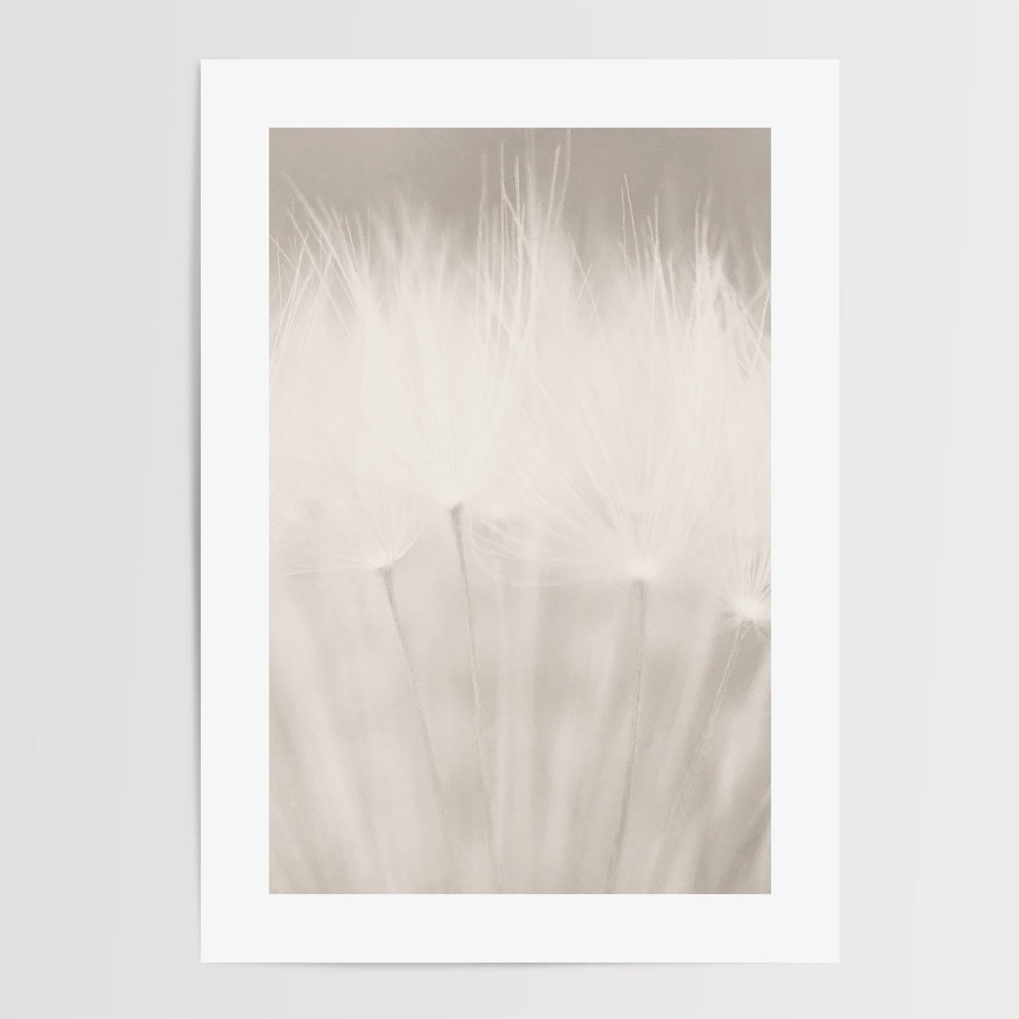 Dandelion Seed Head Art Print