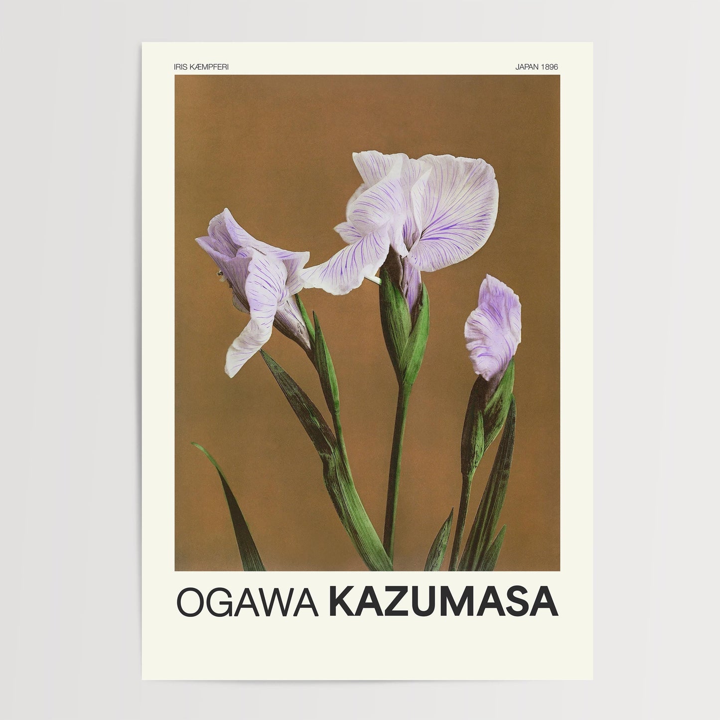 Ogawa Kazumasa - Vintage Japanese Iris Print
