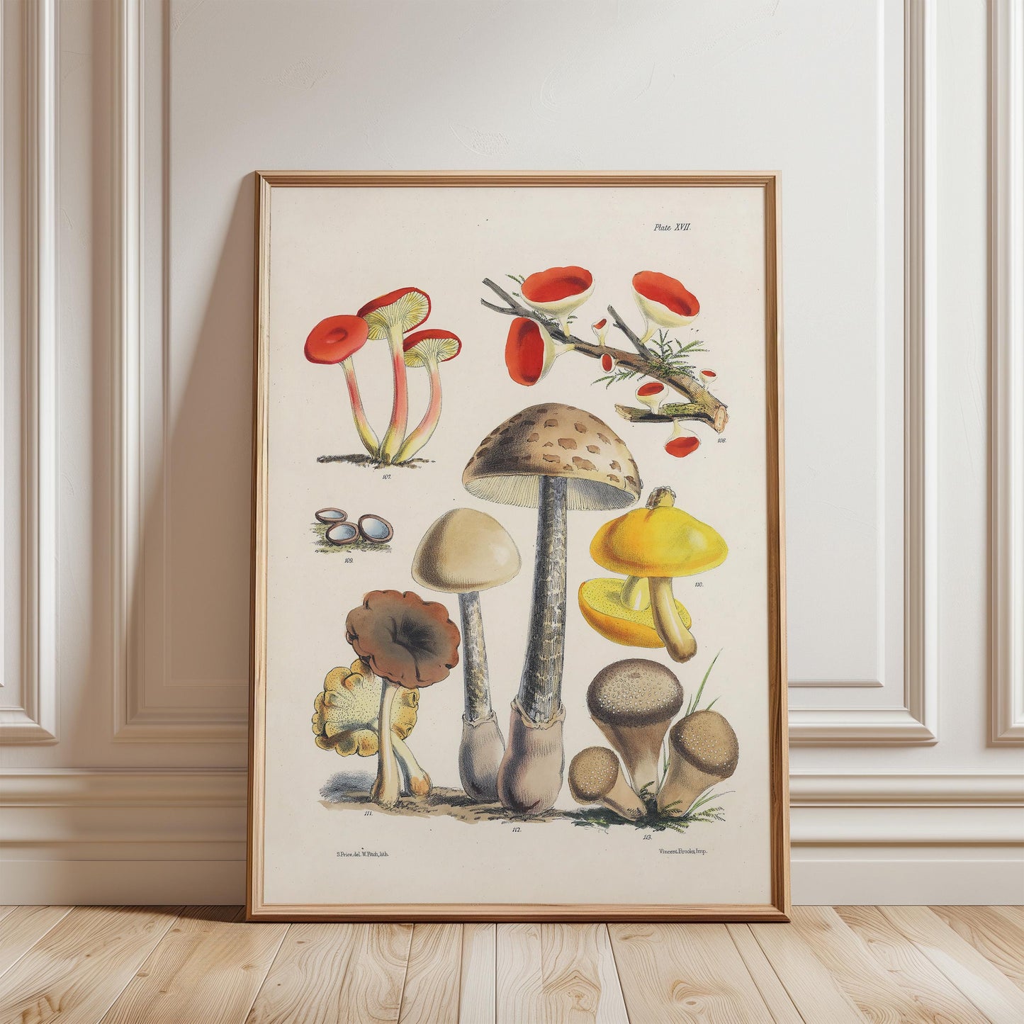 Antique Mushroom Study Art Print