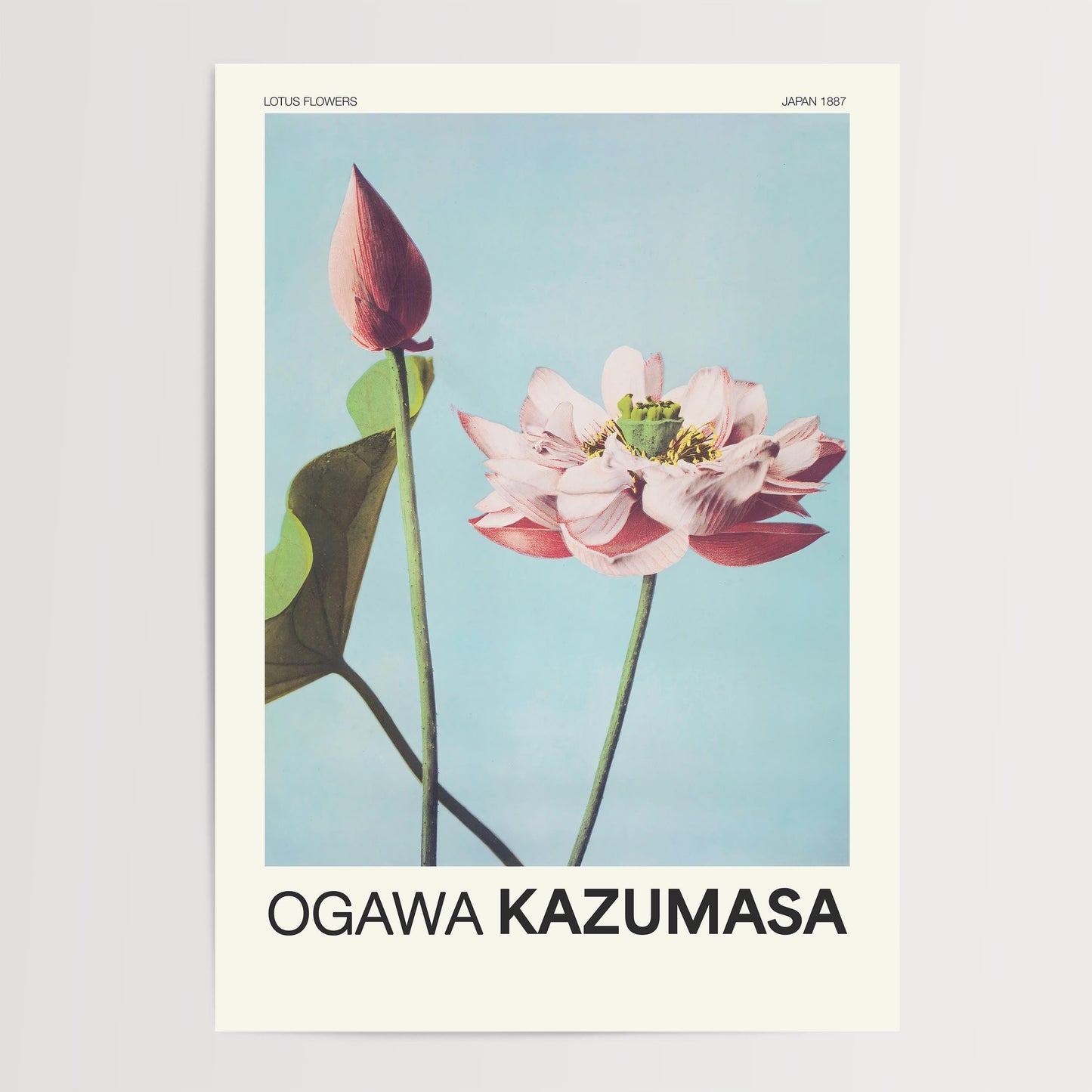Ogawa Kazumasa - Lotus Flowers Print