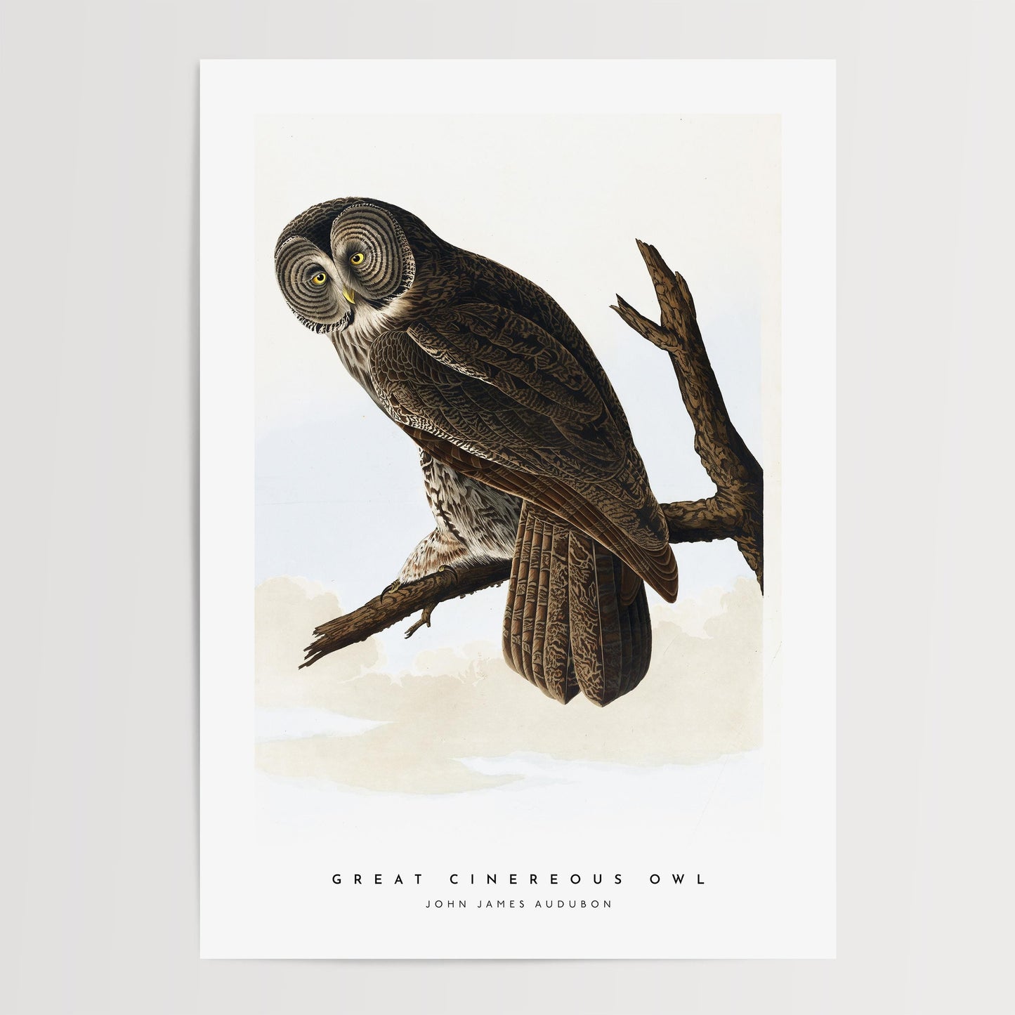 Great Cinereous Owl Print