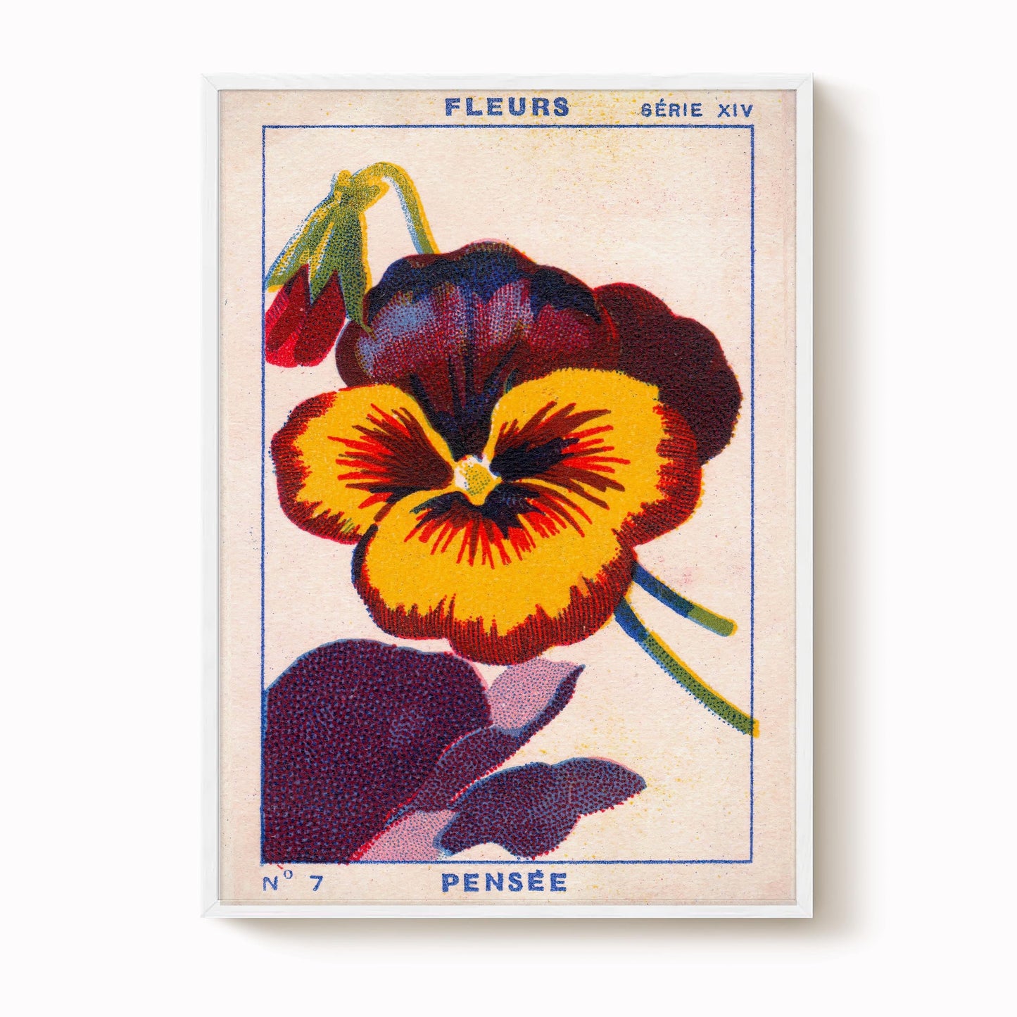 Vintage Pansy Flower Print