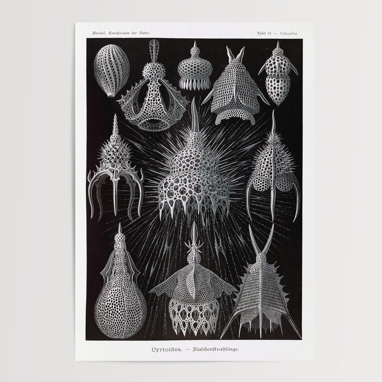 Ernst Haeckel - Cyrtoidea Art Print