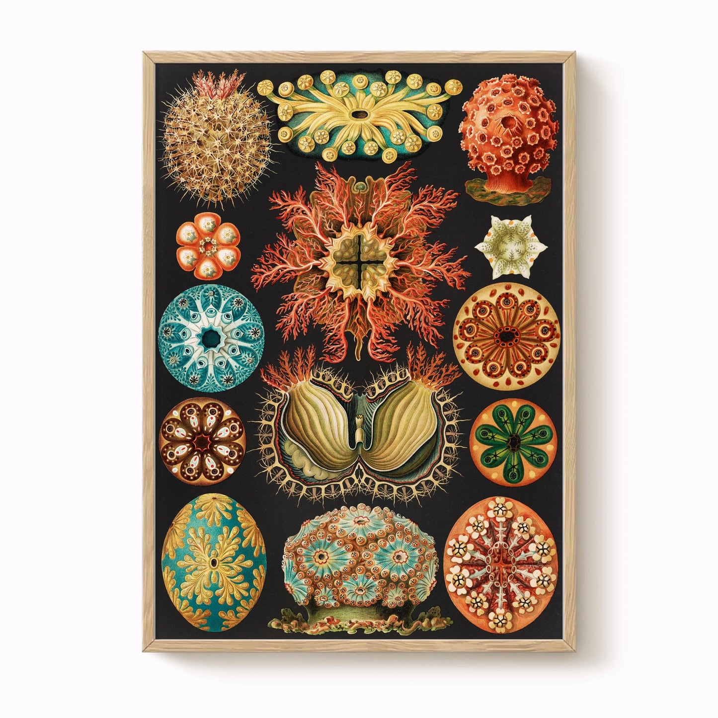 Ernst Haeckel - Sea Squirts Print