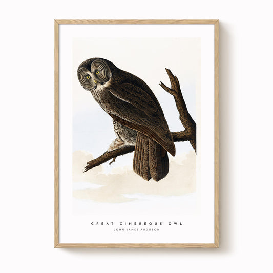Great Cinereous Owl Print