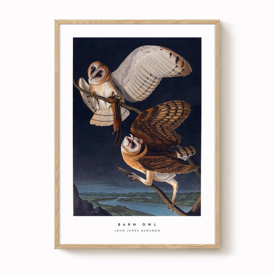 Barn Owl Print