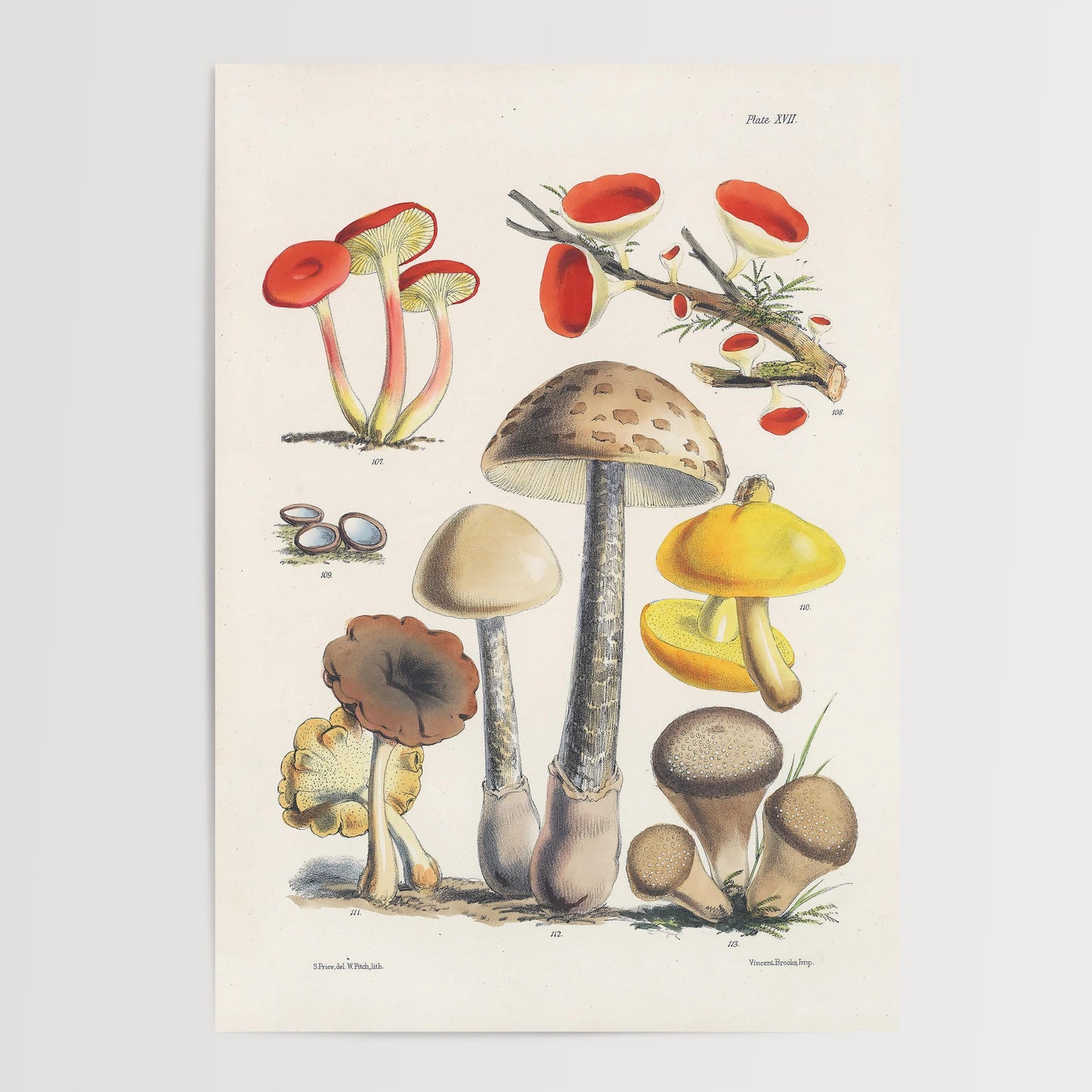 Antique Mushroom Study Art Print