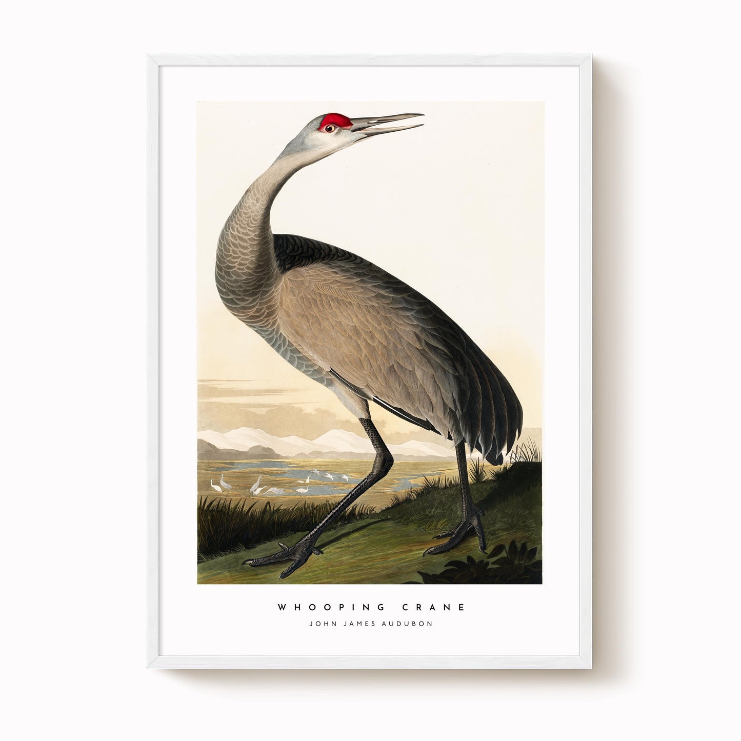 Whooping Crane Print