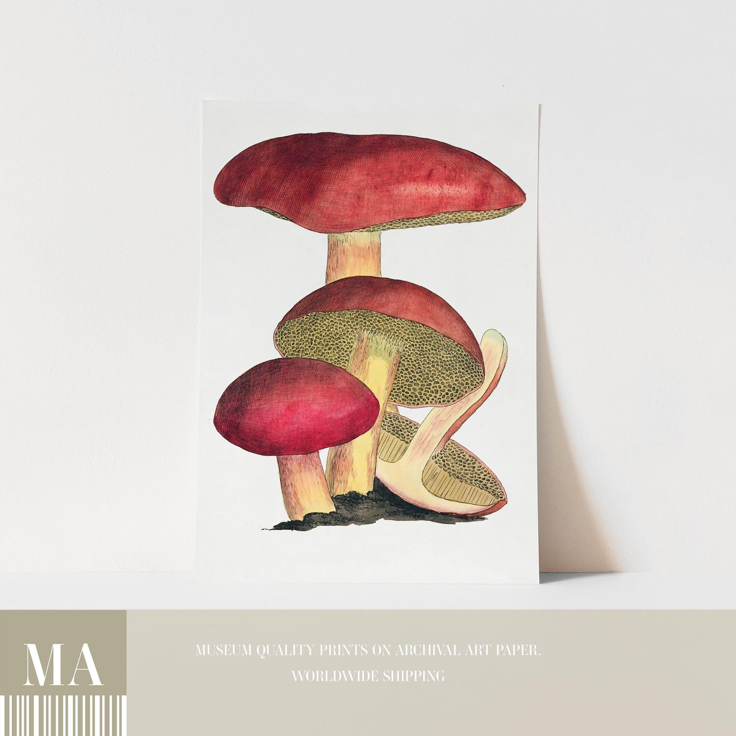 Vintage Fungi Print