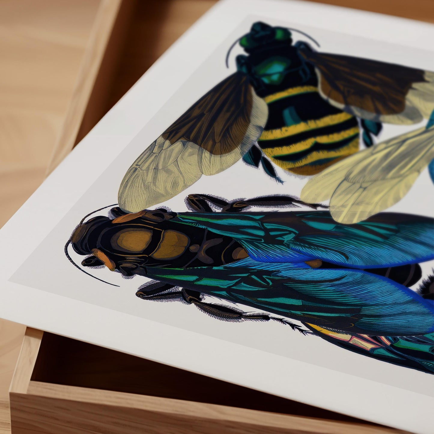 E.A. Séguy - Insectes Pl.16 Insect Study Print