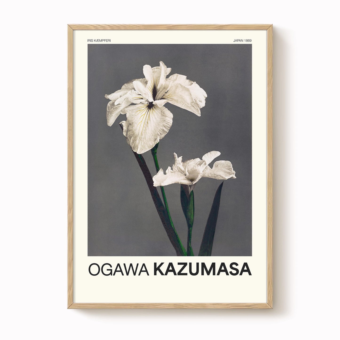 Ogawa Kazumasa -  Iris Kaempferi Print