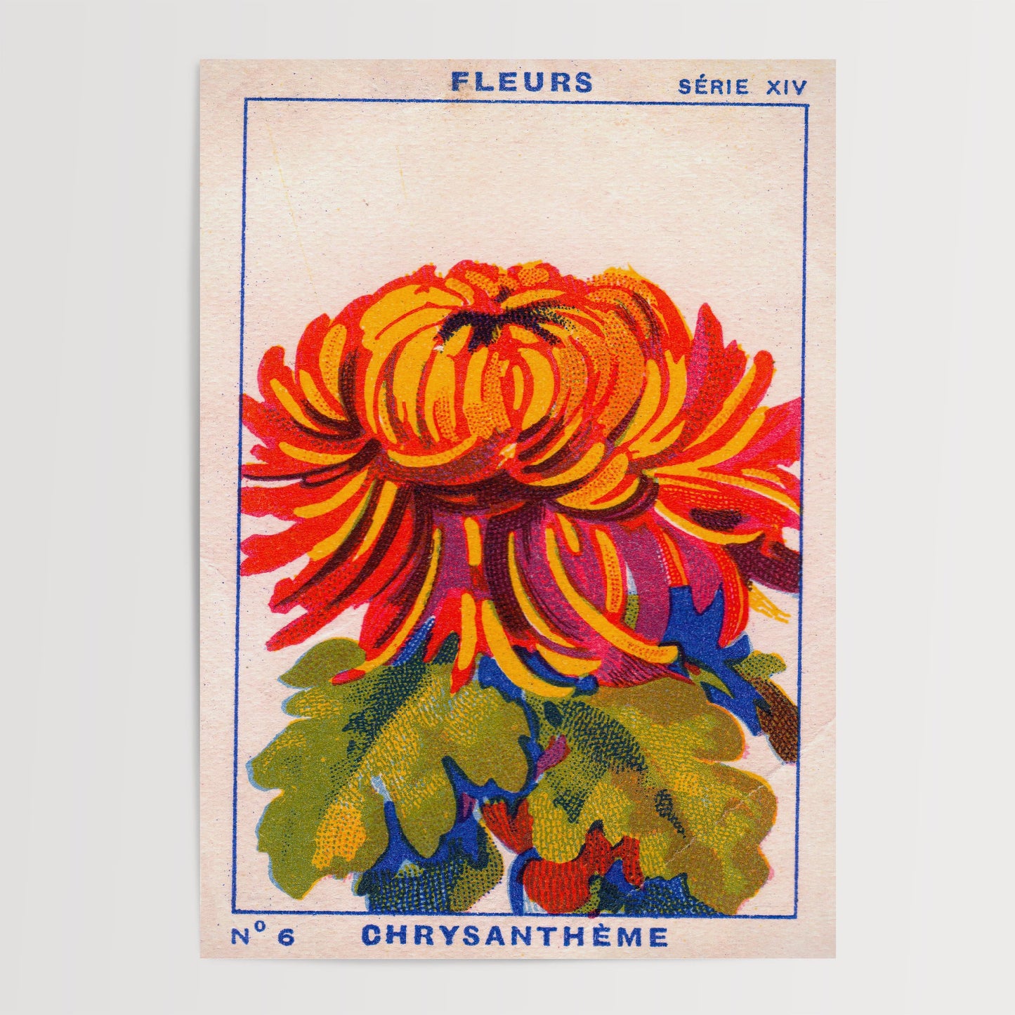 Vintage Chrysanthemum Print