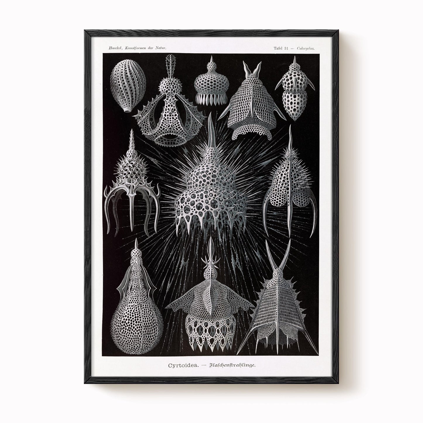 Ernst Haeckel - Cyrtoidea Art Print
