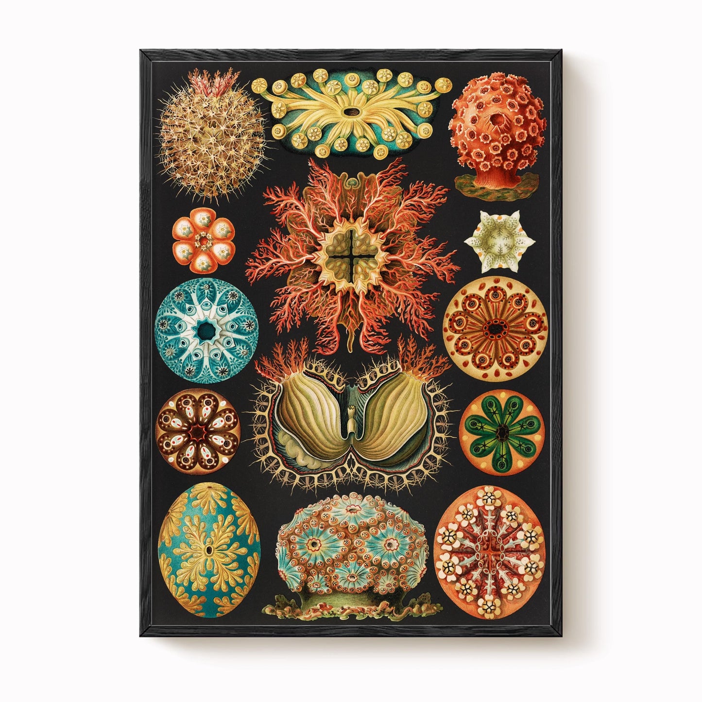 Ernst Haeckel - Sea Squirts Print