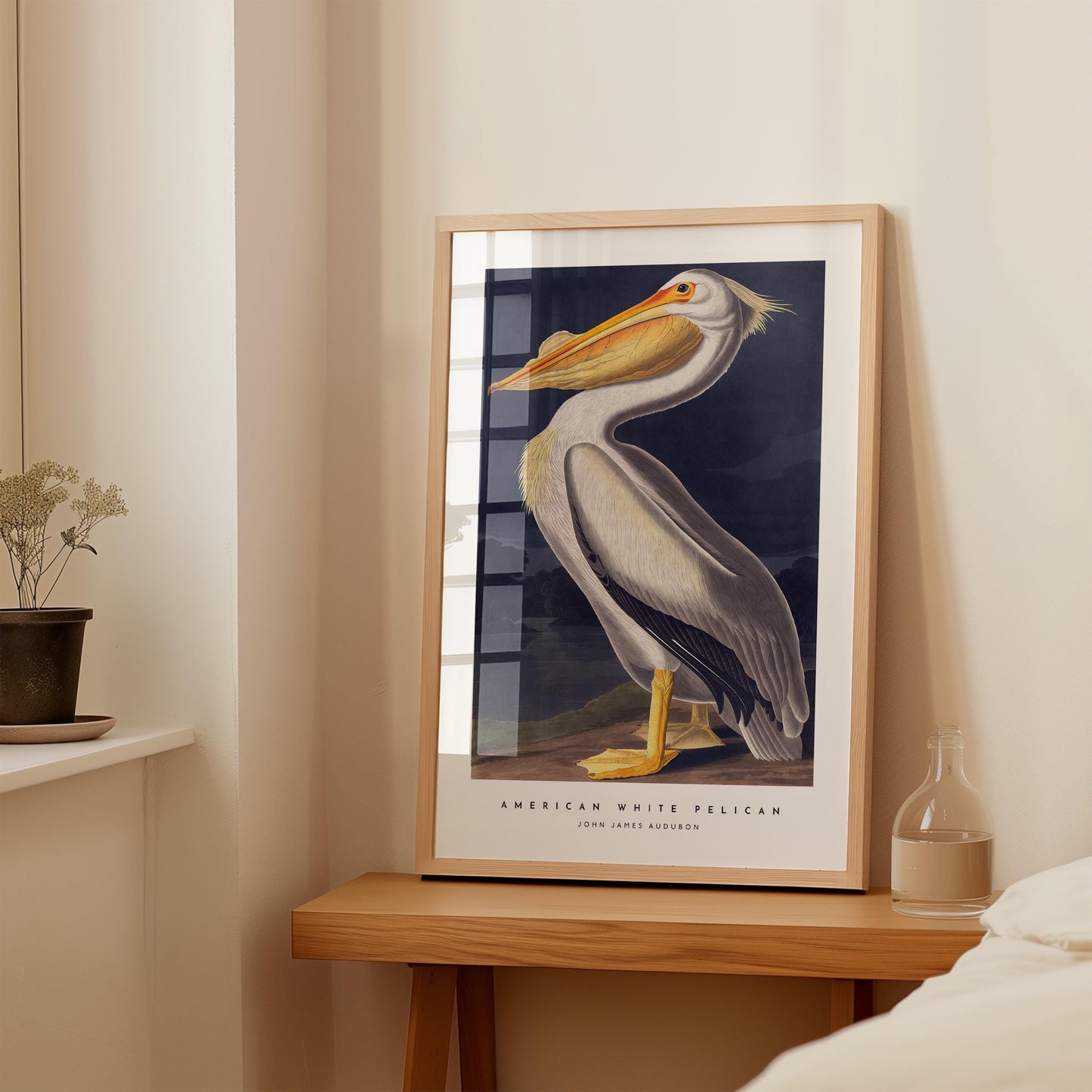 American White Pelican Print