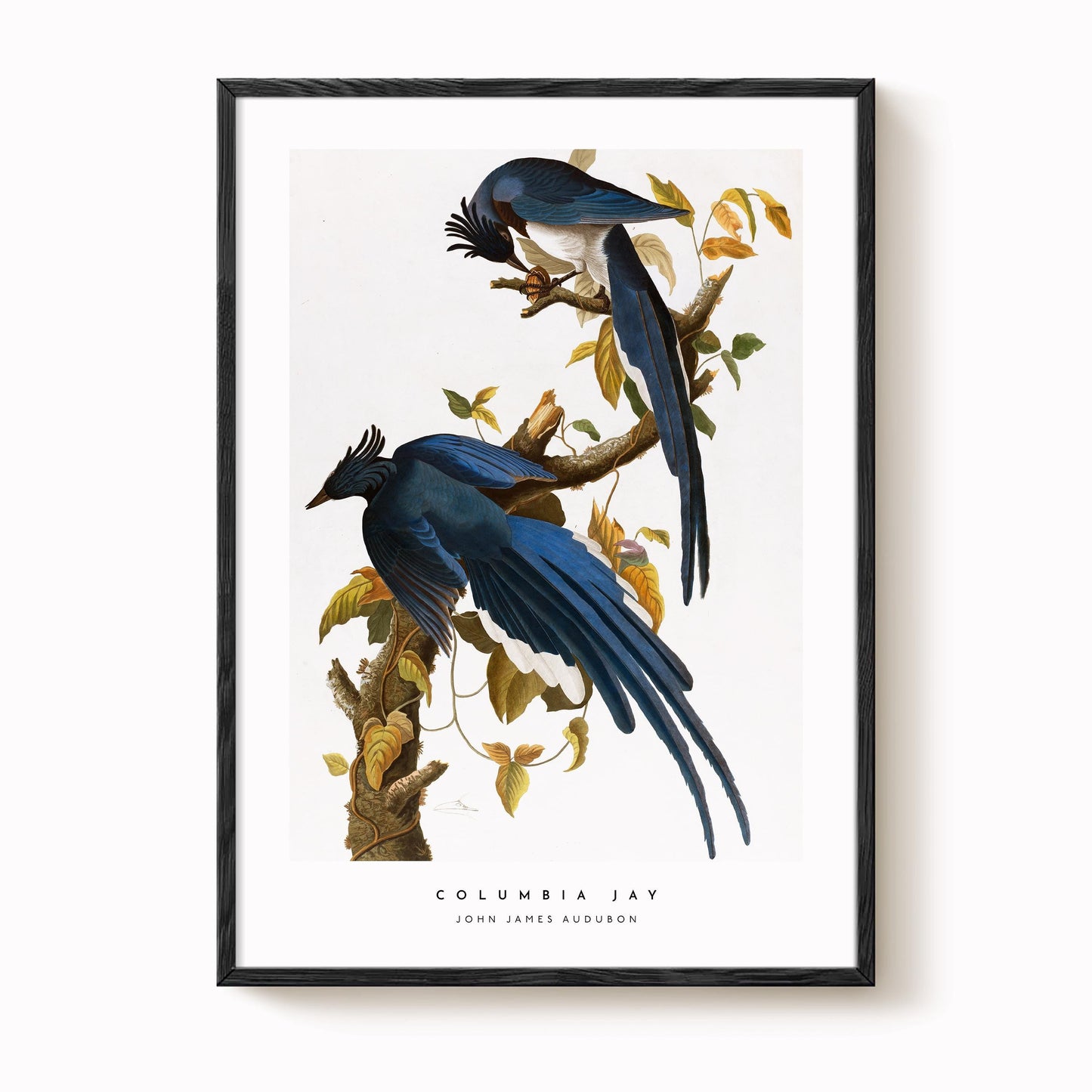 Columbia Jay Print