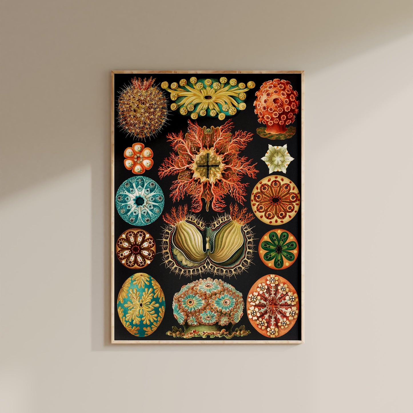 Ernst Haeckel - Sea Squirts Print